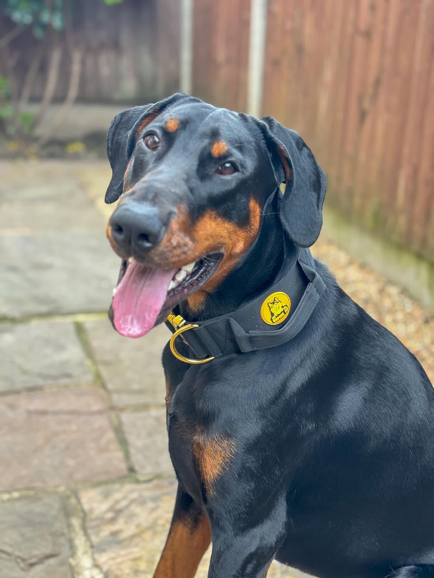 Black Combat Collar 5cm